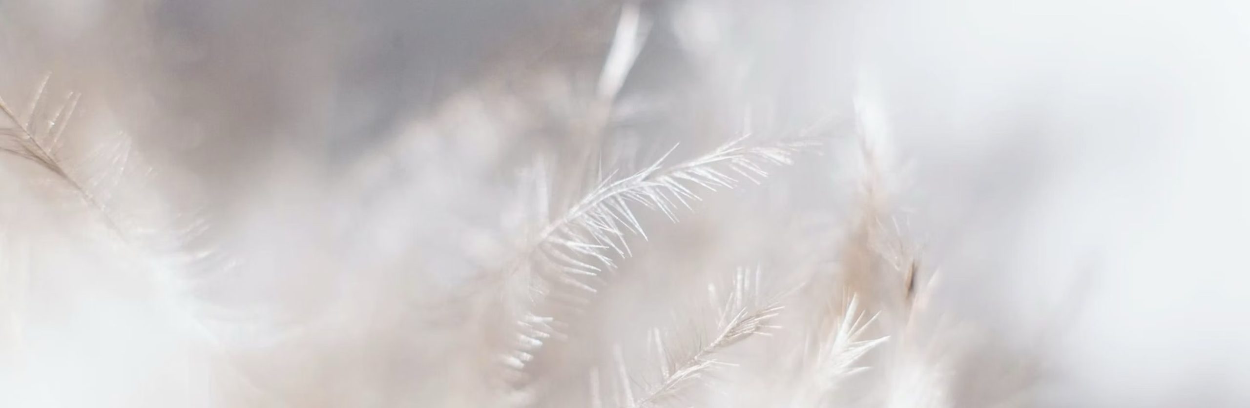 features-03 3917bf-d1efcfb1c9b24a02aced7032cda1ff7amv2